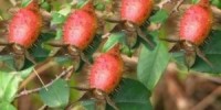 客家野果—逝去的童年